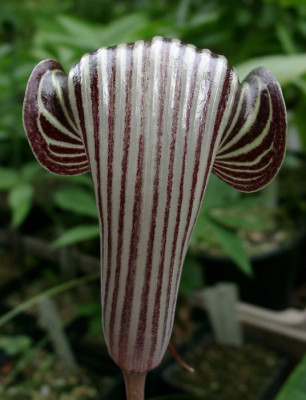07160033_eArisaema_cf_fargesii_CY-A110_mannlich.JPG
