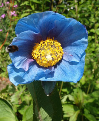 Meconopsis Fertile Blue3.jpg