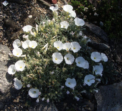 Convolvulus compactus19.jpg