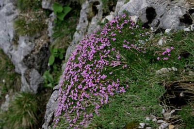 Wendelstein2907.jpg