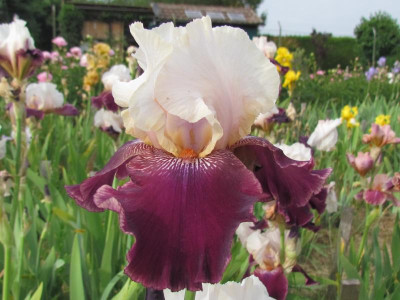 TB Changing Times.JPG