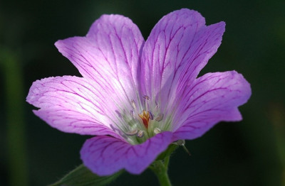 Geranium_1_05-08-2007.jpg