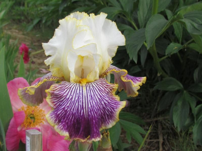 TB Gloriafied Glenn.JPG