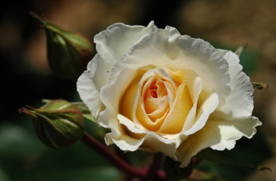 Rosa_Poustinia_1_05-08-2007.jpg