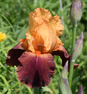 Bartiris weinrot-gelborange 2020.jpg