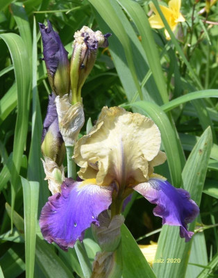 Bartiris blau-beige 2020.jpg