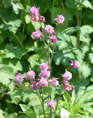 Akelei rosa plueschrock 2020a.jpg