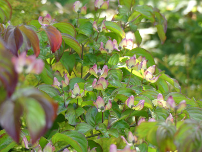 2020-05-27 Cornus cousa 'Satomi' 1.jpg