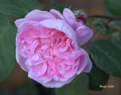 Fantin Latour Mai 2020.jpg
