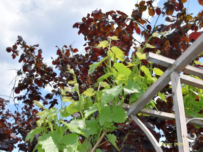 Weisser Wein und rote Hasel 2020.jpg