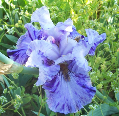 100_8289 Broken Pattern.jpg