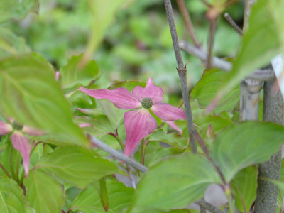 2019-05-13 Cornus 'Scarlet Fire'.jpg
