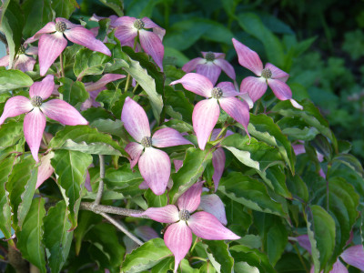 2019-05-29 Cornus 'Scarlet Fire' 1.jpg