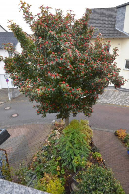 Apfeldorn.18-7.jpg