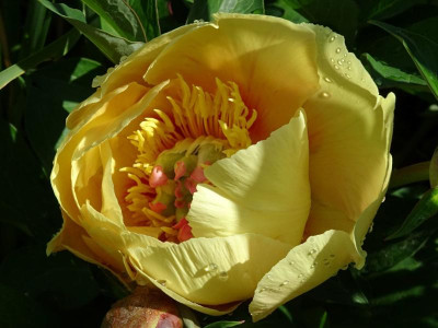 GARDEN TREASURE.JPG
