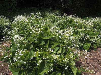 Brunnera weiß 28.5.20 ue.JPG