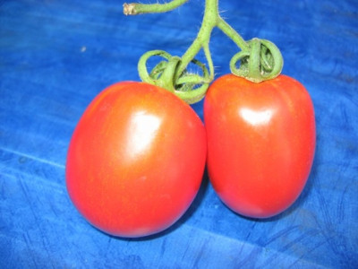 Tomate3.JPG