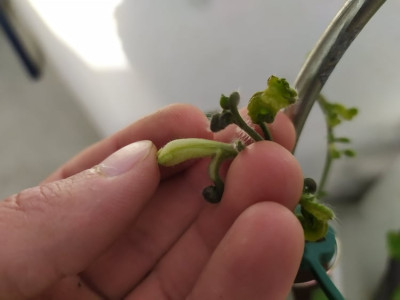 tomate_1.jpg