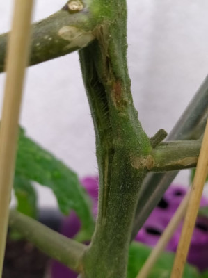 tomate_4.jpg
