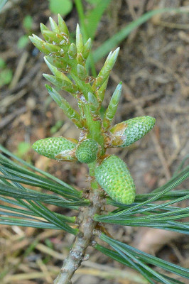pinus_armxlamb_pollen.jpg
