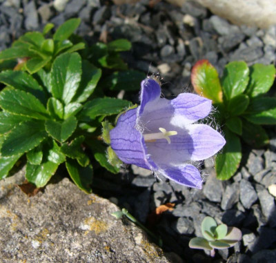 Campanula dasyantha20.jpg