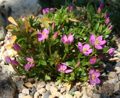 Centaurium chloodes20-1.jpg