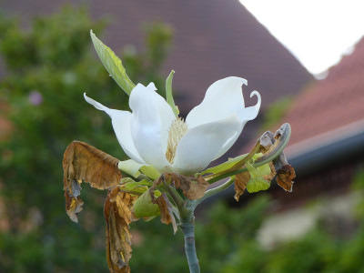 2020-05-28 Magnolia macrophylla 'Ashei' 1.jpg