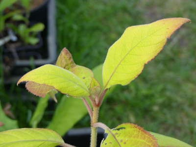 2020-05-28 Hydrangea aspera 'Goldrush' 1.jpg