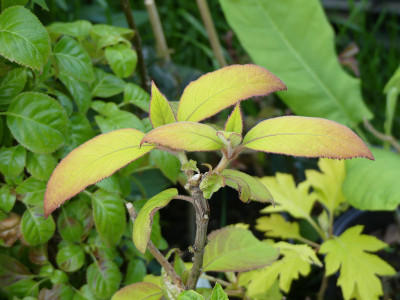2020-05-28 Hydrangea aspera 'Goldrush' 2.jpg