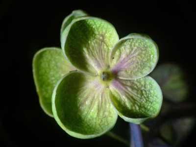 Hortensia.JPG
