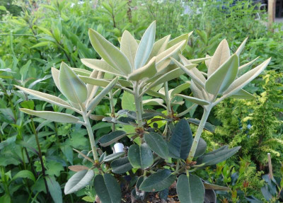 2020-05-28 Rhododendron pachysanthum 'Crosswater' 1.jpg