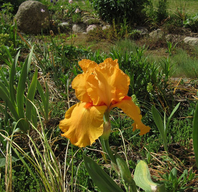 IMG_0174_Iris_Feu_du_Ciel_28Mai2020_.jpg