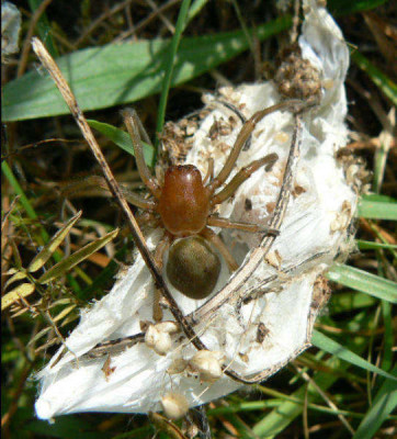 Spinne_2a.jpg