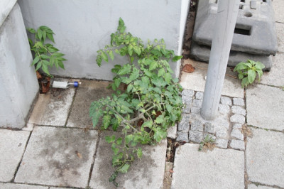Ruderaltomate.JPG