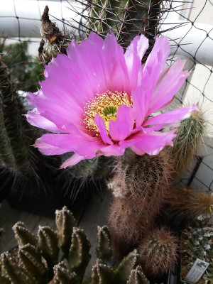 Echinocereus205.jpg