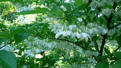 Styrax jap-.JPG