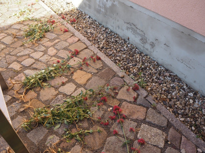Kiesstreifen 29.5.20 ue.JPG
