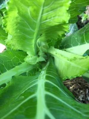 Blumenkohl.jpeg