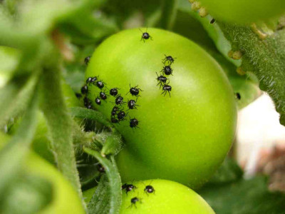 viecher_tomate.jpg