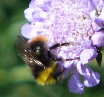 Hummel 2020-05-29 I.jpg