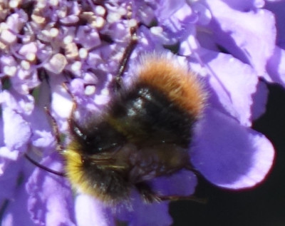 Hummel 2020-05-29.jpg