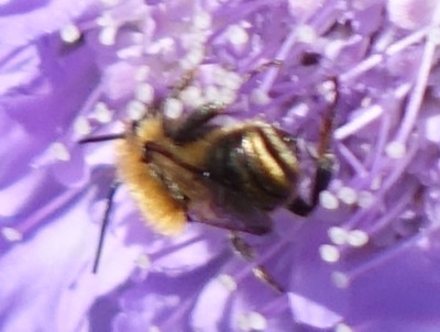 Biene 2020-05-29.jpg