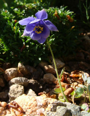 Aquilegia einseleana20-11.jpg