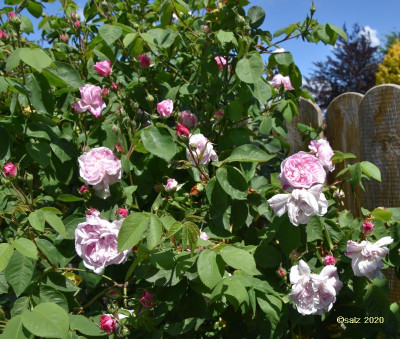 Fantin Latour Mai 2020a.jpg
