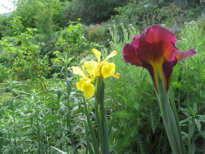 02 Staudenbeet Iris spuria 20200529_05.jpg