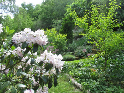 04 Staudenbeet Rhododendron 20200529_04.jpg