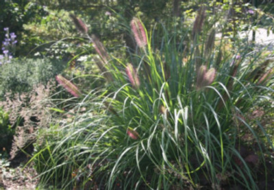PenViridescens.JPG