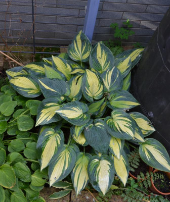 Hosta-RememberMe.19-1.jpg