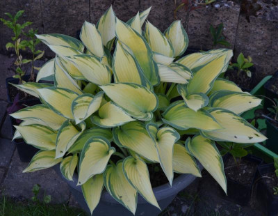 Hosta-June.20-1.jpg