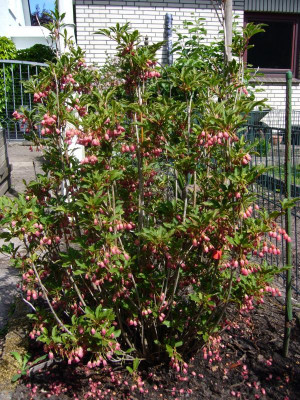 Enkianthus rubens 1.JPG